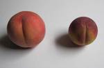 peaches-0908.jpg